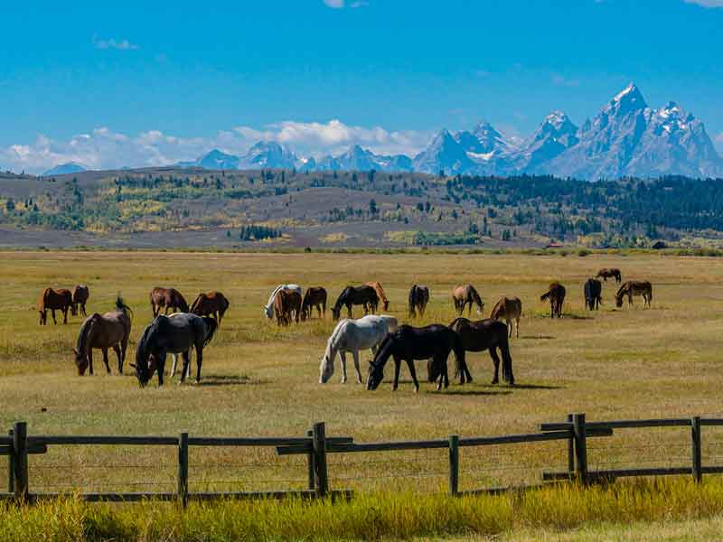 Horses in a Wyoming pasture with snow capped mountains in the background.